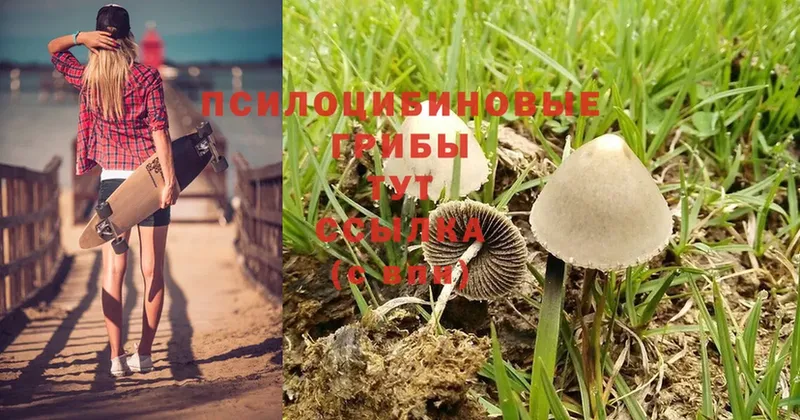 Псилоцибиновые грибы Psilocybine cubensis  блэк спрут рабочий сайт  Жердевка 